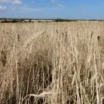 Cornstown-26July2018-33