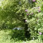 Pond-1