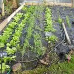 Veg-in-tunnels