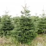 firtree.ie-2