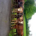 IMG-20210516-WA0002