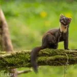 Pine-Marten_Richard-Duff
