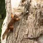 Red-Squirrell_Richard-Duff