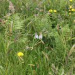Robs-farm-Orchid-sm