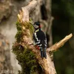 Woodpecker_Richard-Duff