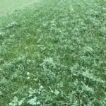 greenmanure