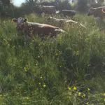meadowmoiled