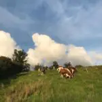 moiled-cattle