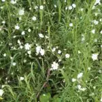 IMG-20240218-WA0003