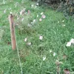 IMG-20240218-WA0008