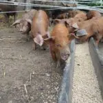 IMG_20250611_130049 Piglets enjoy their feed from a trough in an outdoor-breeding systeme