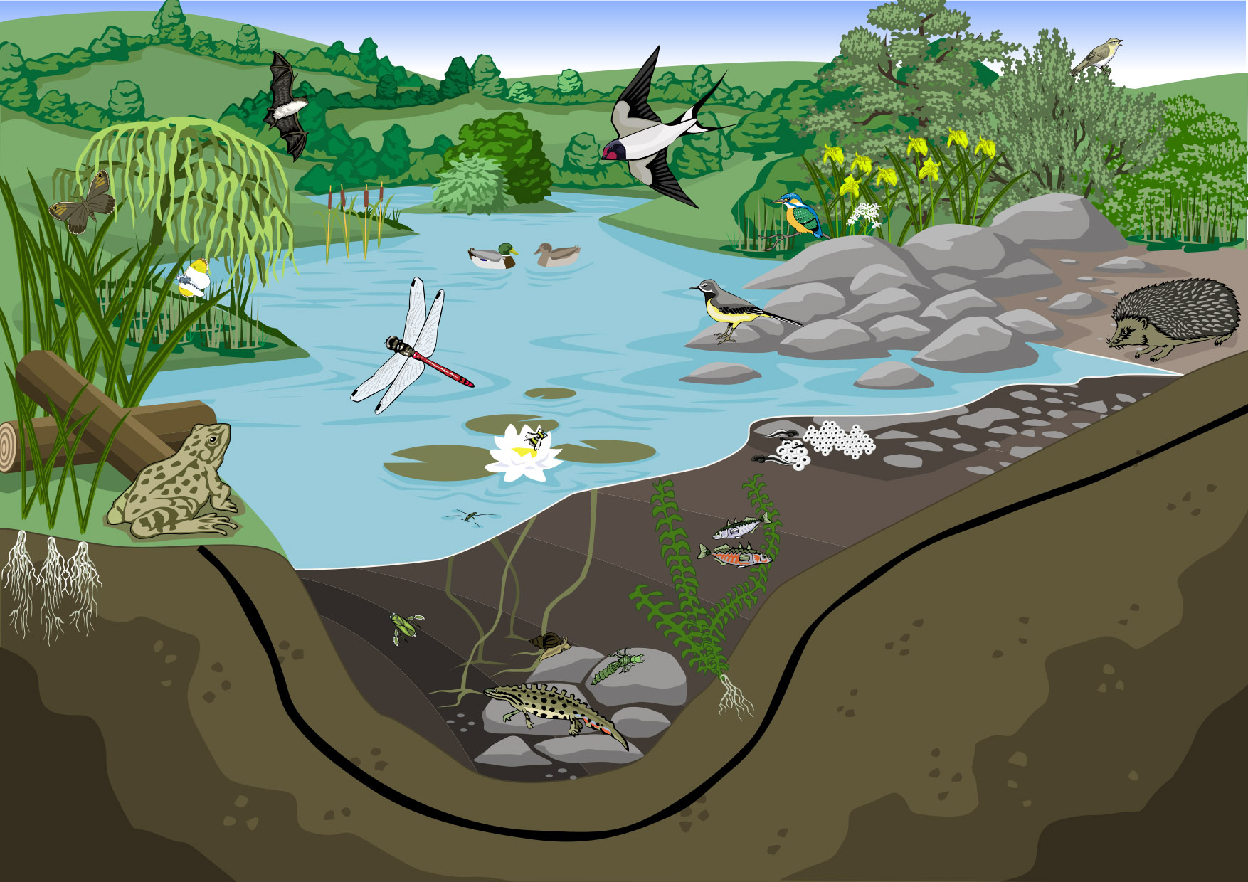 How to Draw a Pond - Easy Drawing Tutorial For Kids